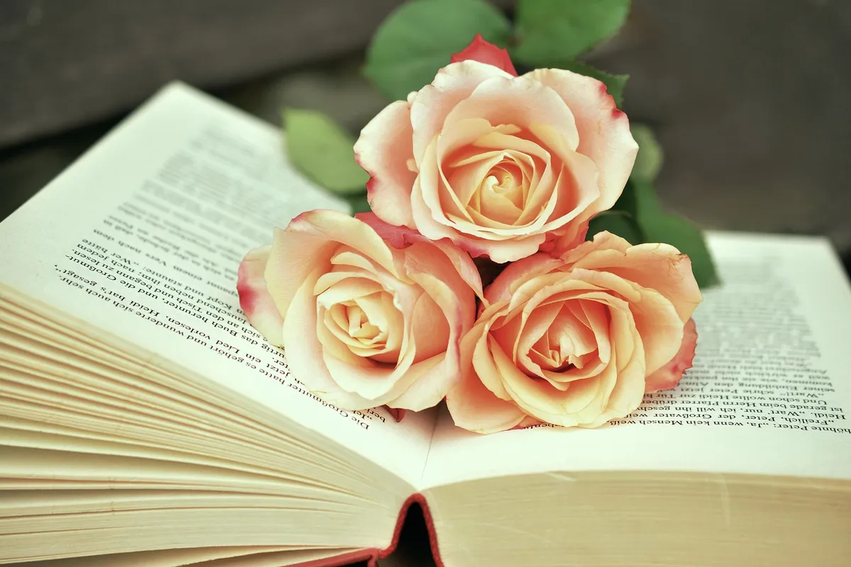 a book, book pages, read, roses, romantic, literature, pages, paper, scroll, books, books, books, books, books, books
